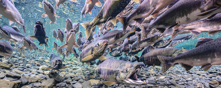 Underwater view of a large group of salmon, Chum Salmon (Oncorhynchus keta), swimming against a rocky riverbed. Alaska, USA