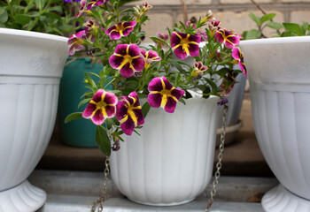 Purple yellow petunia flowers in white hanging pots