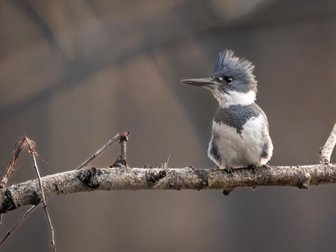 A kingfisher perches on a branch with a neutral blurred background. Alaska, USA