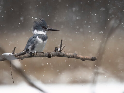 A kingfisher with blue feathers perched on a snow-covered branch with falling snowflakes. Alaska, USA
