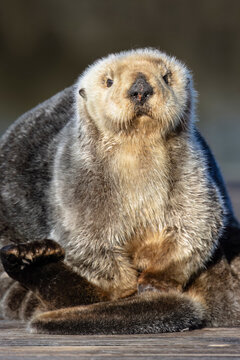 Close-up of a sea otter with a fluffy coat and dark eyes, sitting on a wooden surface. Seward, Alaska, USA