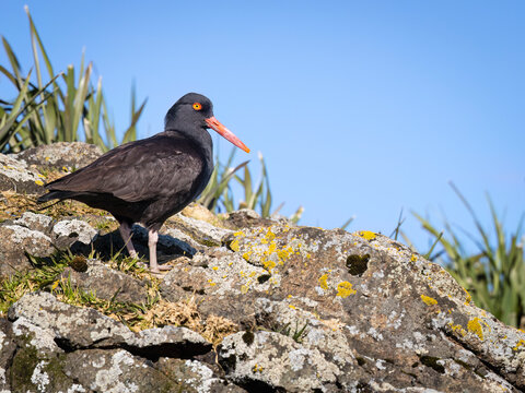 Black oystercatcher standing on a rocky surface with a clear blue sky backdrop. Alaska, USA