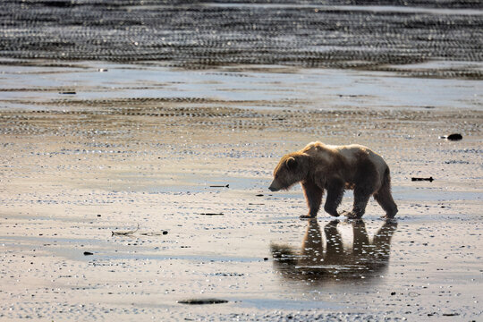 A brown bear cub walks alone on a reflective, wet sandy beach under a soft, diffused light. Alaska, USA