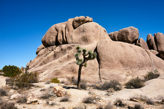 Desert landscape with rock formations and a lone Joshua tree under a clear blue sky.   USA
