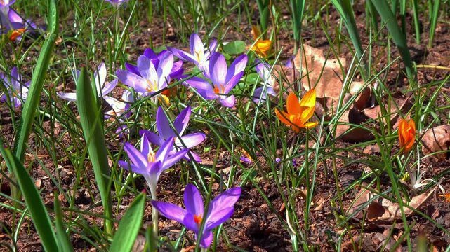 Crocus tommasinianus, blooming purple crocus flowers in the garden