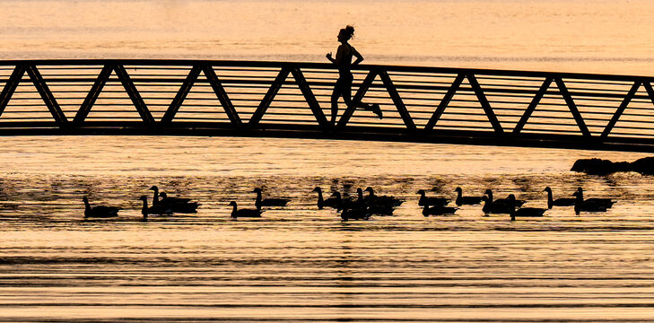 Silhouette of a runner on a bridge over water with ducks beneath at sunset. Bainbridge Island, WA, USA