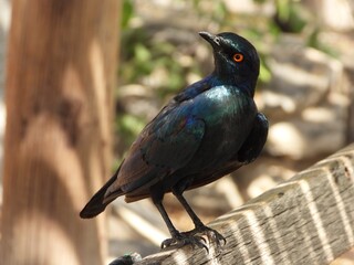Starling perched on a bench.