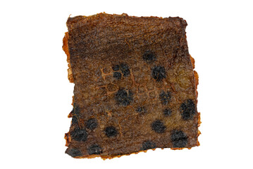 the smoked filet of Atlantic wolffish 