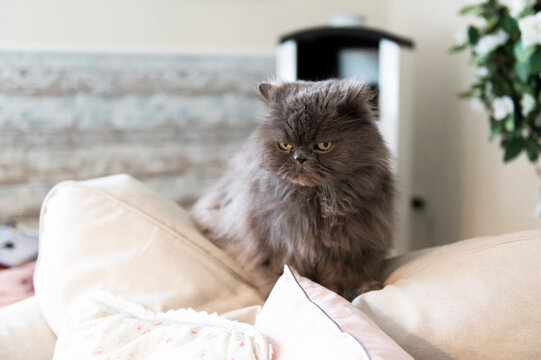 Perser Katze in ihrem Zuhause
