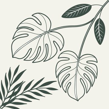 Botanical leaf illustration