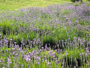Background with Lavandula angustifolia Hidcote Blue. Image of sunlit blue lavenders. English cottage garden flowers. Green Fields of lavenders.