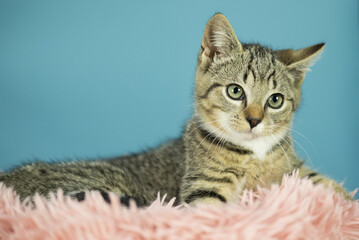 Portr&auml;t eines jungen getigerten K&auml;tzchen