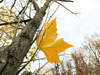 A lone sycamore leaf against a white background. The fading season of autumn. A depressing, gloomy sky. Pity and melancholy. Sadness and despair. Disappointment and sad loneliness sorrow tree.