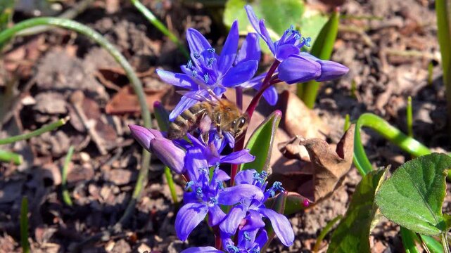 Scilla bifolia, the alpine squill, bees collect nectar and pollen on blue flowers of the bluebell in the forest, Odessa