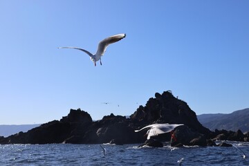 Seagulls flying in the blue sky