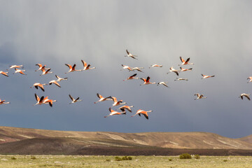 Flamingos flying at Coruto Lagoon, Tomave - Quijarro, Potosi, Bolivia