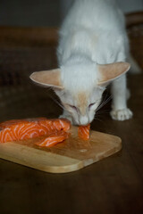 Balinesen Katze freut sich &uuml;ber frischen Lachs