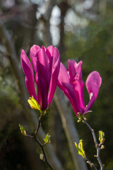 Vibrant pink Magnolia Susan (Magnolia liliiflora or Magnolia stellata)  flowers blooming on tree branch, surrounded by green foliage and blurred natural background.