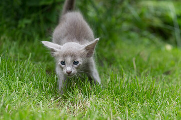 Orientalisch Langhaar K&auml;tzchen auf der Wiese im Garten
