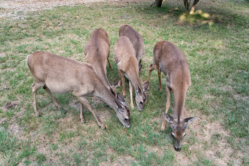 A group of four deer are grazing in a lush green field. The scene is calm and tranquil, with the deer peacefully enjoying their meal. The grass is tall and green