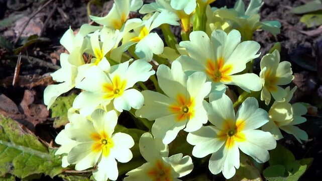 Close-up of yellow flowers of garden primrose, Ukraine