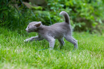 Orientalisch Langhaar K&auml;tzchen l&auml;uft durch den Garten