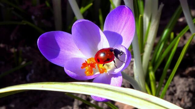 Red seven-spot ladybug Coccinella septempunctata on a purple crocus flower collecting nectar, Ukraine
