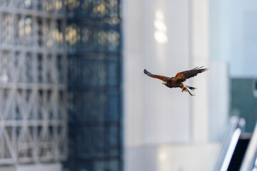 都市の上空を滑空するハリスホークの飛翔