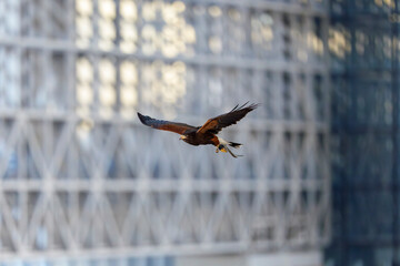 都市を舞うハリスホークの横姿