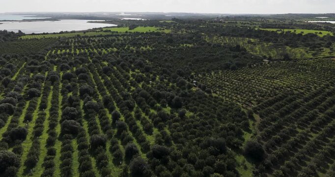 Aerial view of the neat rows of trees and the tranquil lake, creating a stunning mosaic of green and blue, Contrada Vendicari, Sicilia, Italy.