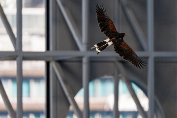 都市建築の中を飛翔する猛禽類のダイナミックな姿