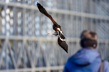 観客の目前を飛翔する猛禽類の迫力ある瞬間