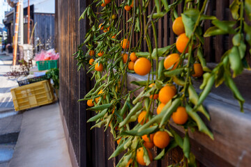 民家の軒先に吊るされた金柑と路地の風景