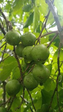 Close up Fresh Flacourtia Indica Fruits Hanging on Tree, Tropical Nature Background