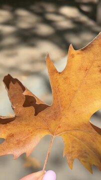 A girl holds a yellow dry maple leaf in her hand. Autumn has come.