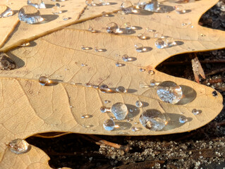 Early pearl dew drops on autumn dry oak leaves in sunny day. Oak leaf holds large rain particles on its water-repellent surface.