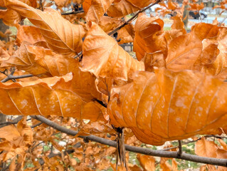 Yellowed beech leaves curl as they dry on their branches. Photographed with bokeh. Close-up with a blurred background. A riot of orange colors, a fading autumn.