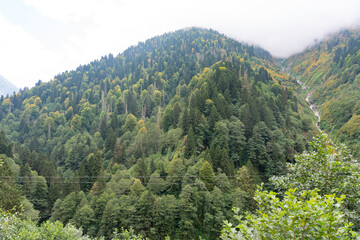 Forest in Kackar Mountain, Rize, Turkiye