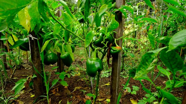 Rising camera revealing green bell peppers or unmatured fruits hanging from plants while growing in sand rich soil in organic vegetable garden