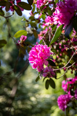 beautiful bush flowers in a European park
