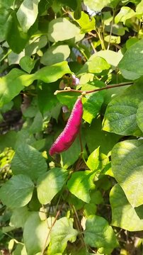 Purple hyacinth bean on vines with green leaves
