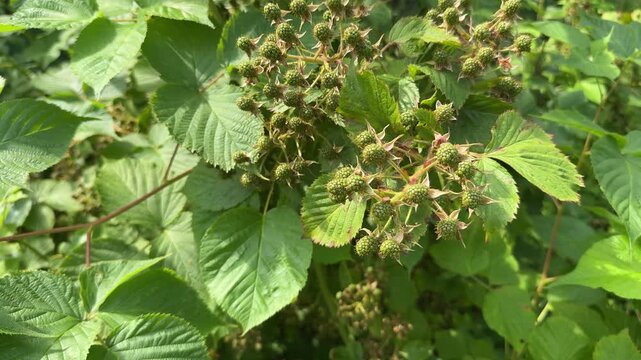 On the branch bush unripen the blackberries.