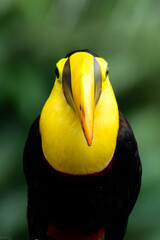 yellow billed toucan © Jonnathan