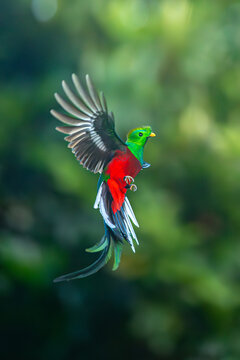 Quetzal