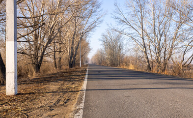 Fototapeta premium an asphalt road through a forest with tall trees 