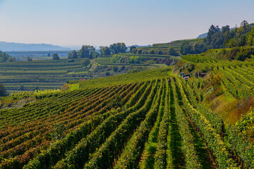 Weinberge Reben Trauben 