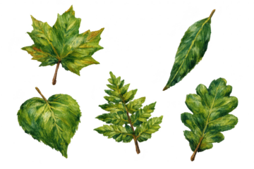 Watercolor Leaves Assortment on transparent background, Greenery Elements