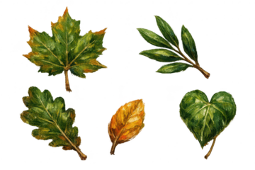 Autumn Leaves Painting in Various Shapes, transparent background design