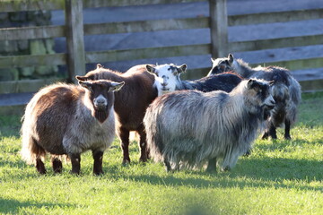 Fototapeta premium Group of pygmy goats in a field