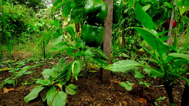 Rising camera showing green bell peppers or unmatured fruits hanging from plants while growing in sand rich soil in organic vegetable garden